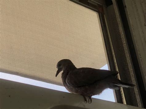 家裡飛來一隻鳥|【家裡出現鳥】家裡鳥進來有什麼好兆頭？自來鳥寓意大公開！